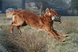 Working dog in action!