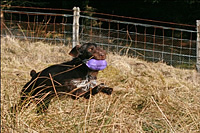One of Andy’s dogs retrieving a purple partridge dummy