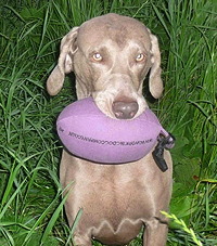 Aya with her brand new Purple Pheasant Dummy - Sent in by Cheryl H