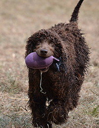 Barney the Irish Water Spaniel with his Purple Dummy - Sent in by Mick