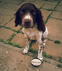 Here is Brogue with his new Easy Mark Woodcock Dummy - Sent in by Jim S