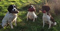 Three Springers showing off their Partridge, Pheasant and Woodcock dummies - Sent in by Rob
