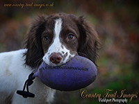 A keen retrieve by a young Springer Pup - Sent in by Ray H