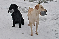 Two lovely labs training in the snow - Sent in by Asbjorn