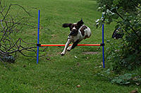 An enthusiastic leap by Bramble, sent in by Emma
