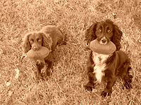 Ellie and Pip after retrieving their Partridge dummies
