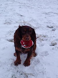 Lola having fun in the snow with her Red Woodcock Dummy. Sent in by Gill C