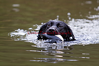 Perfect water retrieve by Nieve the Lab - Sent in by Ross