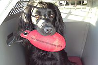 Sam the Spaniel with his Red Partridge Dummy - Sent in by Paul
