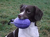 A young Springer with a Purple Partridge Dummy. Sent in by Vikki P