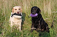 Two lovely labradors enjoying a break from training in the sun. Sent in by Sharon, Woodmist Labradors