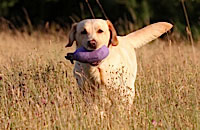 A WDC Purple Partridge Dummy being retrieved from the field. Sent in by Sharon, Woodmist Labradors 