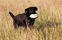 Perfect retrieve of a WDC Easy Mark Pheasant Dummy - Sent in by Sharon, Woodmist Labradors