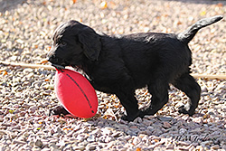 Montegrino Tom Thumb, the Flat Coat puppy, showing off his early retrieving skills! Sent in by Hayley