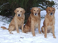 Working Dog Company™ - Heelis Golden Retrievers
