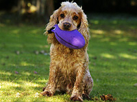 Krumble, the cute cocker spaniel holding his favourite purple partridge dummy. Sent in by Joanne