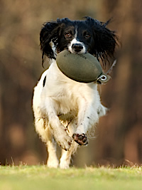 Holly the spaniel, springing in to action! sent in by Rose