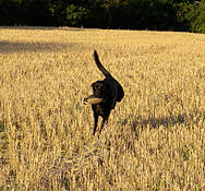 Flying through the stubble with an Easy Mark Pheasant dummy! Sent in by Urban Gundog