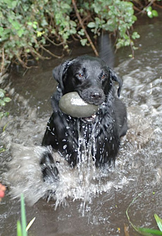 Water training with Working Dog Company™ dummy