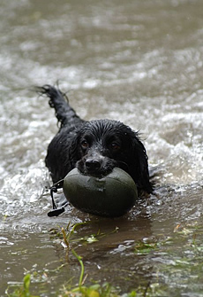 Water training with Working Dog Company™ dummy